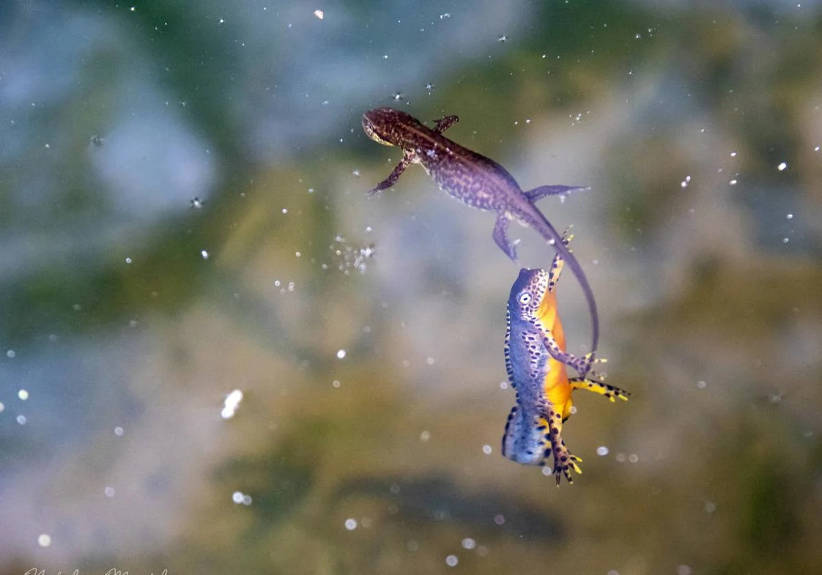 Dos tritones de color morado y amarillo bajo el agua