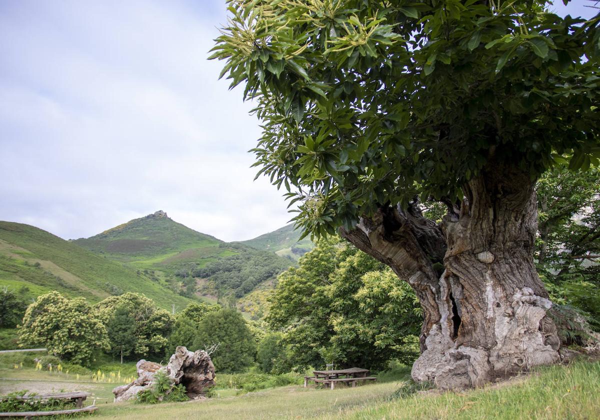 Habario de Pendes con paisaje montañoso y arbóreo de fondo