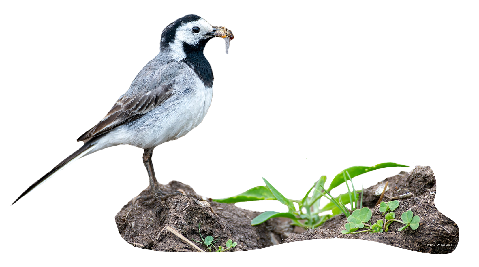 Pajarillo